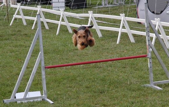 Agility Herrenberg Kreisgruppe 09 003